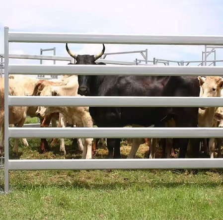 Cattle Restraint Chute